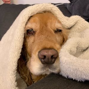 Meet your Posher, Laurie